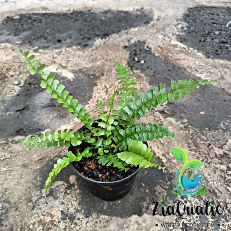 Jual Asplenium Trichomanes Paku Pakuan Tanaman Hias Paludarium Fern