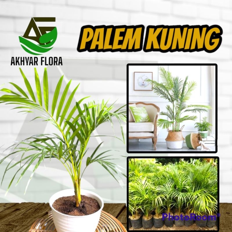 Jual Tanaman Hias Palem Kuning Tanaman Indoor Dan Outdoor Tanaman Minim