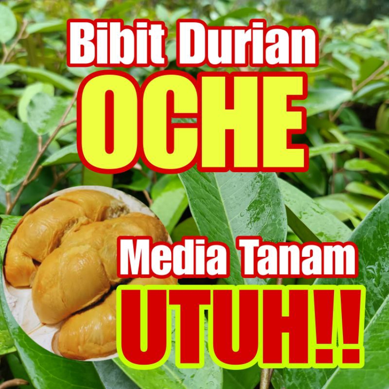 Jual MEDIA TANAM UTUH BIBIT DURIAN OCHE DURI HITAM BERBUAH CEPAT