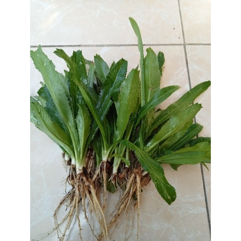 Jual Daun Walang Sangit Atau Walang Geni Segar 500Gram Shopee Indonesia