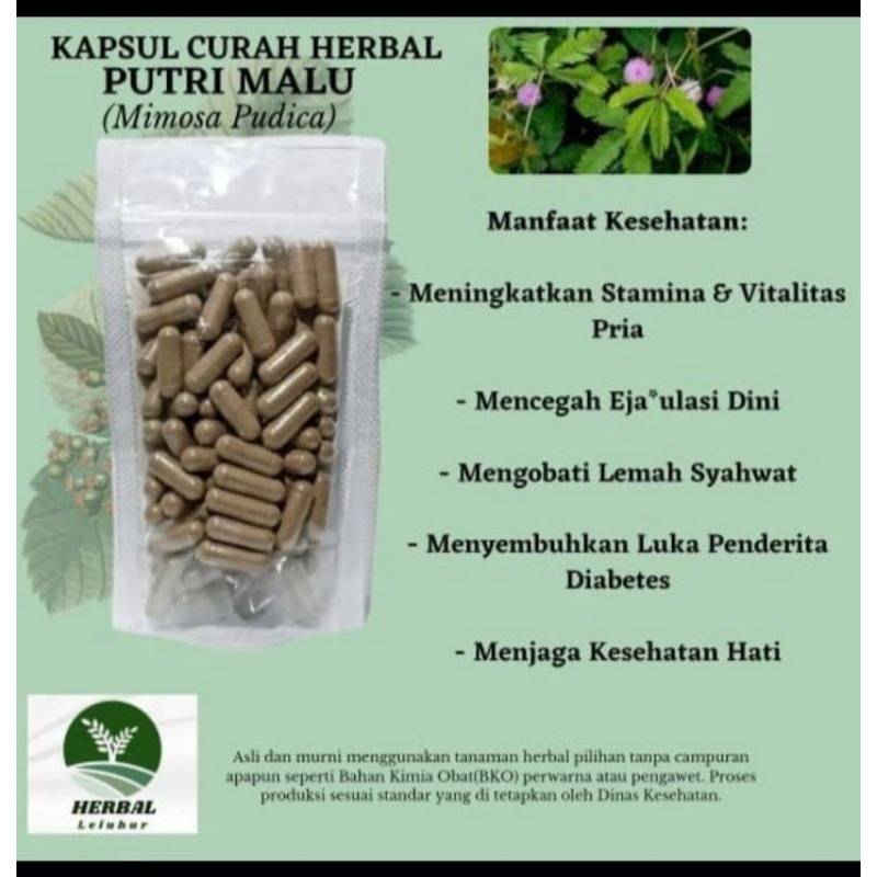 Jual Kapsul Curah Herbalputri Malu Mimosa Pudica Shopee Indonesia