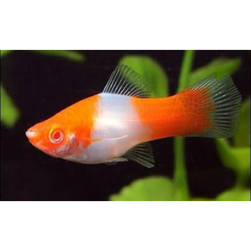 Jual PLATY KOHAKU ALBINO PLATY SANTA CLAUS PERPASANG Shopee Indonesia