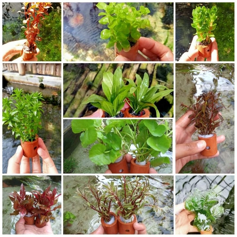 Jual Paket 10 Pot 10 Jenis Tanaman Aquascape Low Co2 Shopee Indonesia