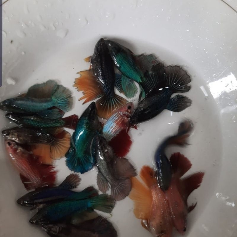 Jual Ikan Cupang Hias Halfmoon Warna Warni Ekor Lebar Shopee Indonesia