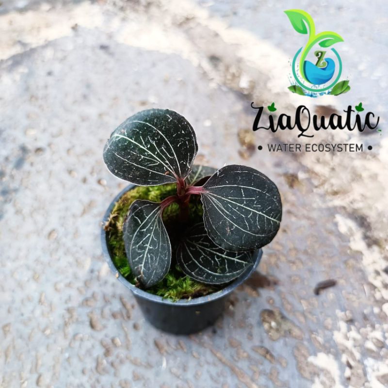 Jual Jewel Orchid Anoectochilus Imitans Black Tanaman Paludarium