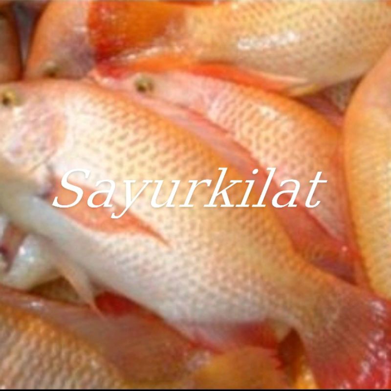 Jual Ikan Nila Segar 500 Gram Shopee Indonesia