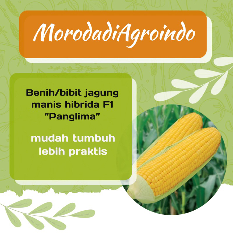 Jual Benih Bibit Unggulan Aneka Varietas Jagung Manis Dari Berbagai