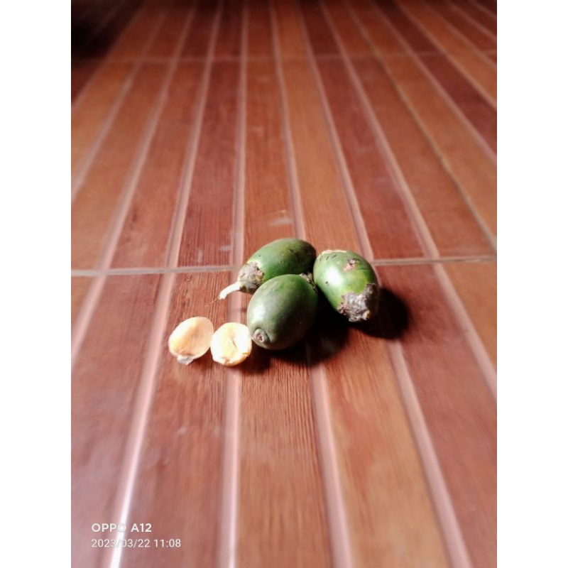 Jual Buah Pinang Jambe Muda 1 Kg Di Kupas Shopee Indonesia