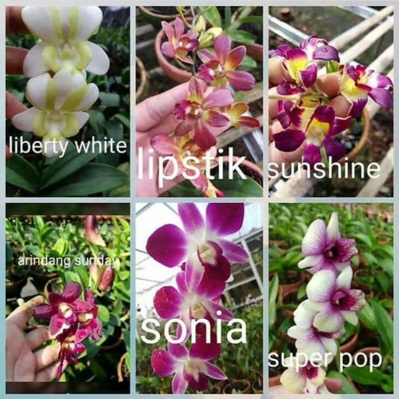 Jual Promo Paket 6 Tanaman Hias Anggrek Dendrobium Dewasa Shopee