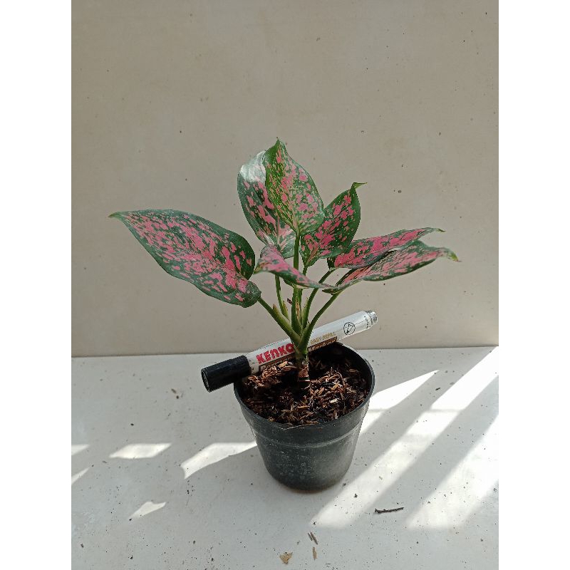 Jual Aglaonema Dud Anjamani Shopee Indonesia