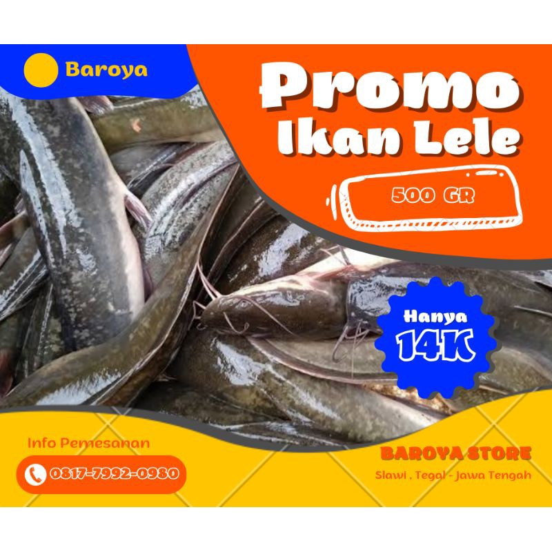 Jual Lele Ikan Lele Hidup Gram Shopee Indonesia