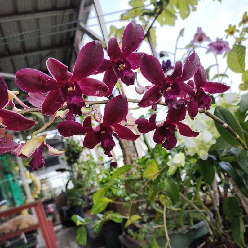 Jual Anggrek Dendrobium Keriting Maroon Mermaid Shopee Indonesia