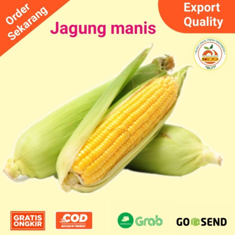 Jual JAGUNG KUNING MUDA JAGUNG KULIT MANIS SEGAR 1PCS Shopee Indonesia