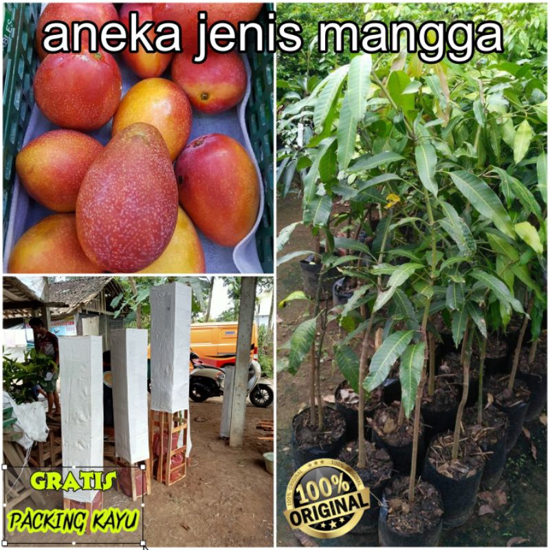 Jual Jenis Mangga Unggulan Miyazaki Red Ivory Garifta Merah Shopee