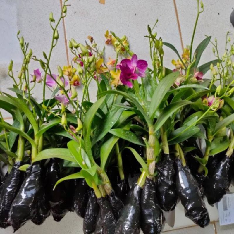 Jual ANGGREK DENDROBIUM Sudah Spike Knop SIAP BERBUNGA Shopee Indonesia