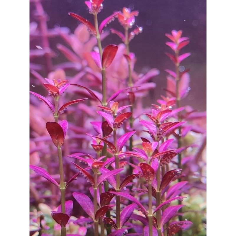 Jual Rotala Ramosior Sunset 10 Batang Tanaman Aquascape EPIC