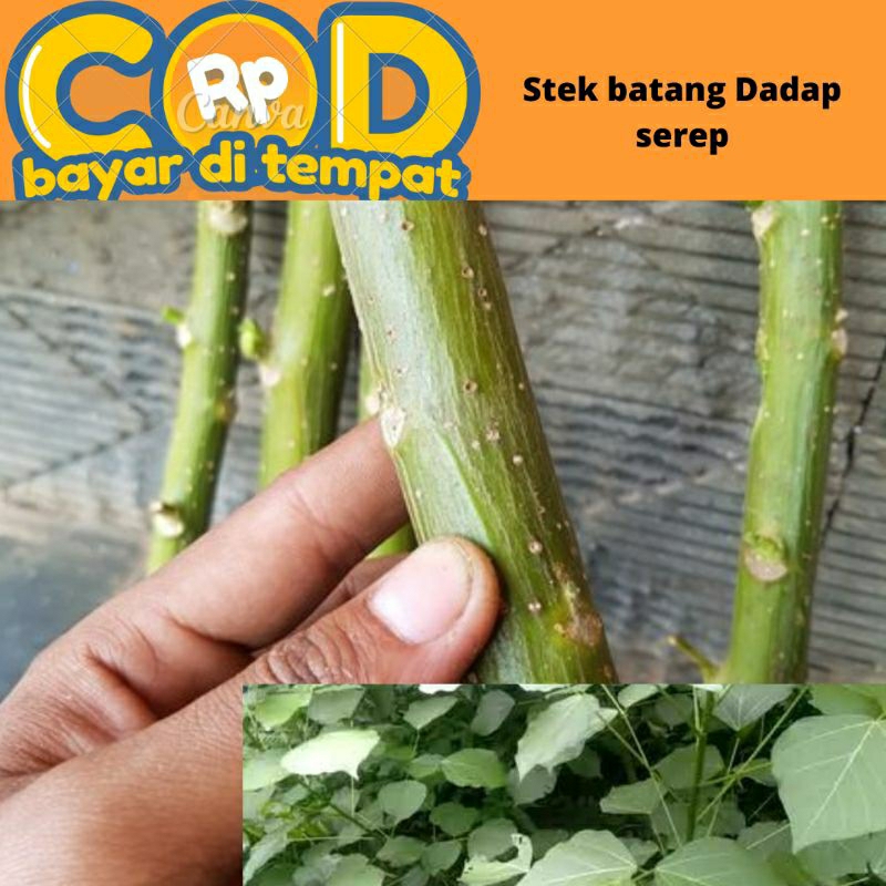 Jual Stek Batang Pohon Dadap Serep Shopee Indonesia