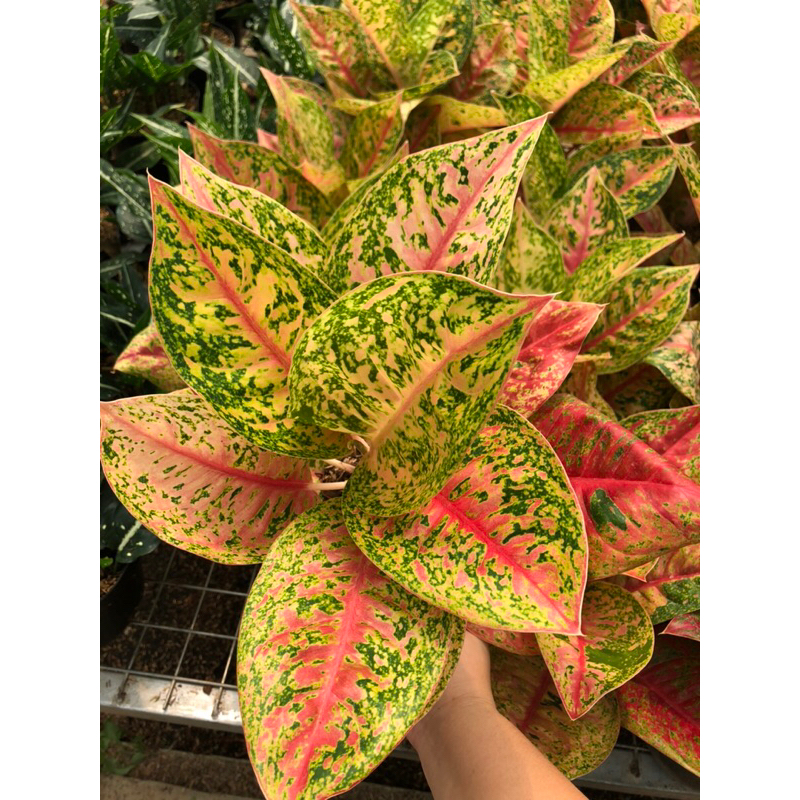 Jual Aglaonema Mahasety Jumbo Lokal Shopee Indonesia