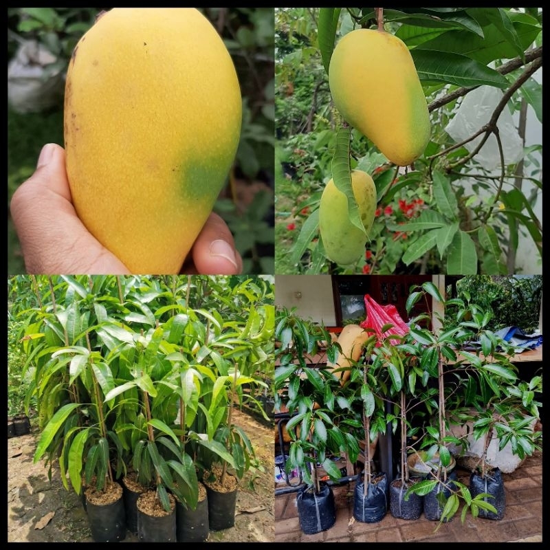 Jual Bibit Mangga Chokanan Orginal Tinggi 1 Meter Batang Besar Cepat