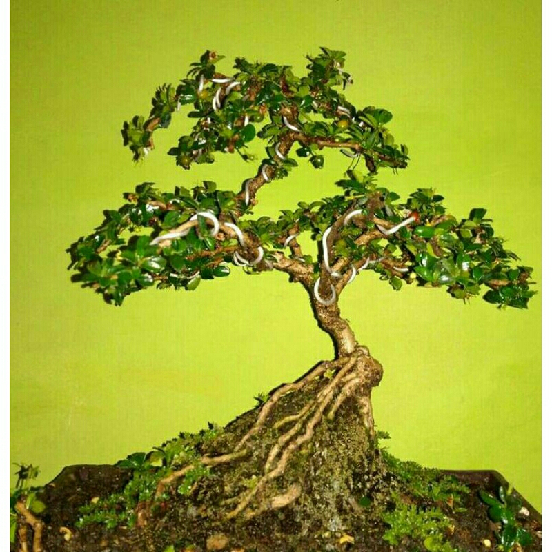 Jual Tanaman Bonsai Mame Hokiantea Micro Berbuah Siap Pajang Shopee