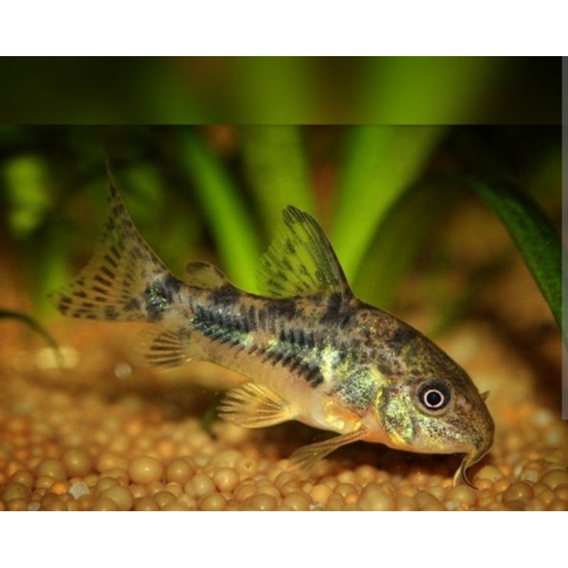 Jual Ikan Hias Corydoras Paleatus Shopee Indonesia