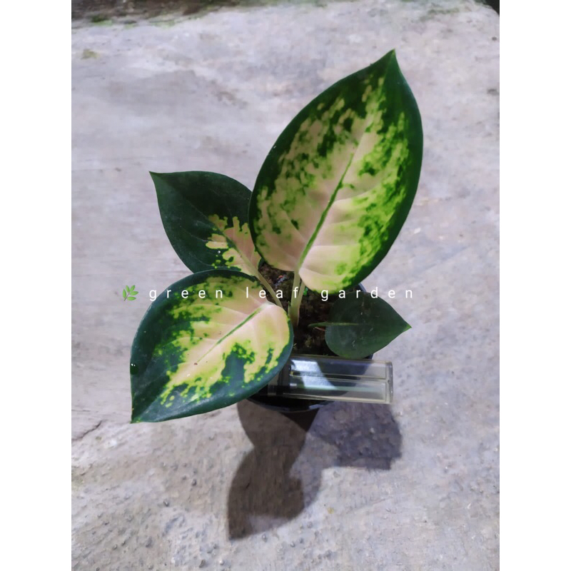 Jual Tanaman Hias Aglonema Sultan Brunai Aka Pancawati Real Pict