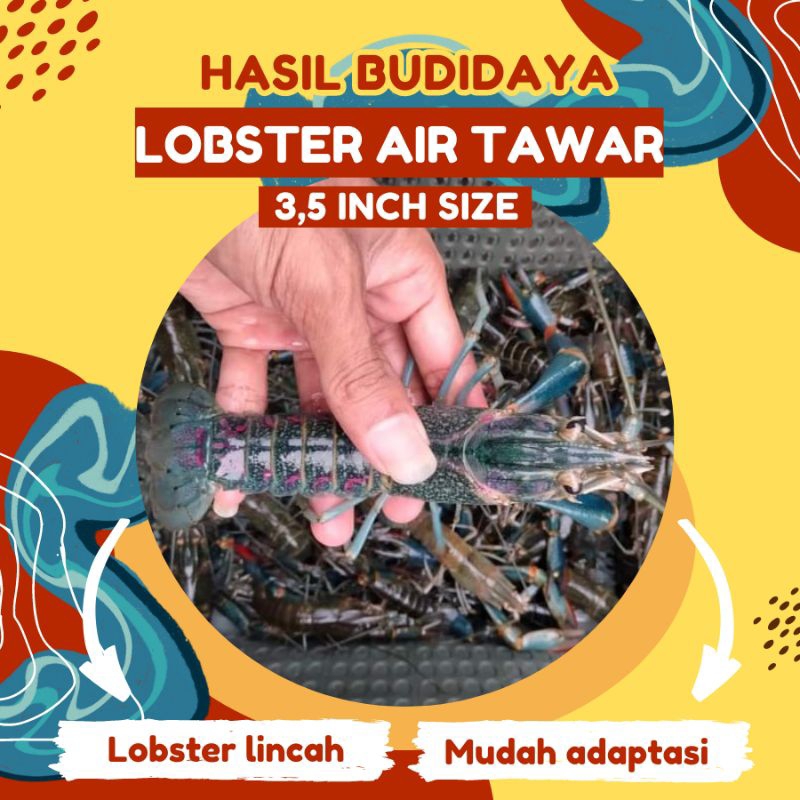 Jual Lobster Air Tawar 3inc Shopee Indonesia