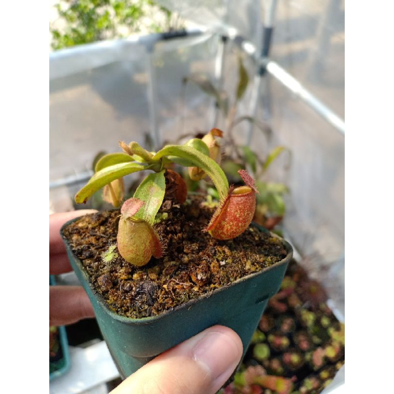 Jual Nepenthes Kantong Semar Ampullaria Selected Clone Dari Biji