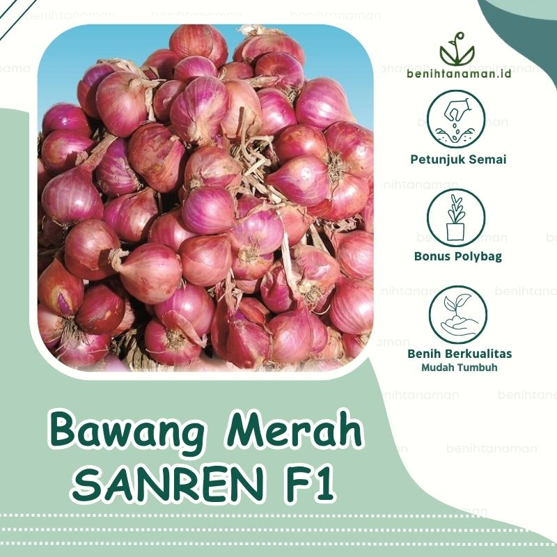 Jual Biji Benih Bawang Merah Hibrida Sanren F Tahan Layu