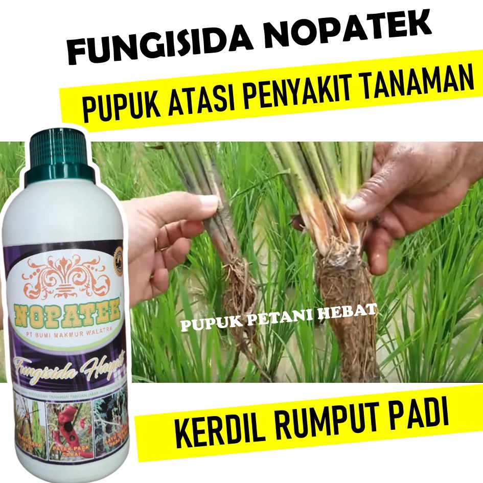 Jual Fungisida Nopatek Obat Padi Kerdil Daun Kening Terbaik Obat Padi