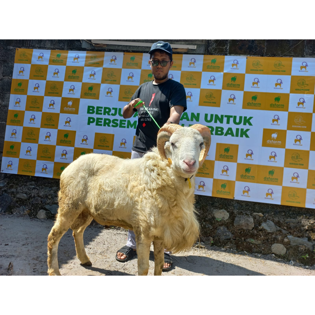 Jual Hewan Qurban Domba Kambing Jantan Domba Garut Kambing Jawa Randu