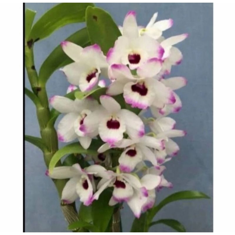 Jual Promo Anggrek Dendrobium Sudah Mekar Spike Knop Siap Berbunga