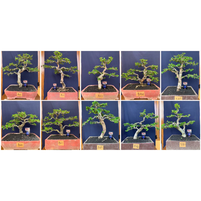 Jual Kode B Part Bonsai Hokiantea Hokianti Batang Besar Siap Pajang