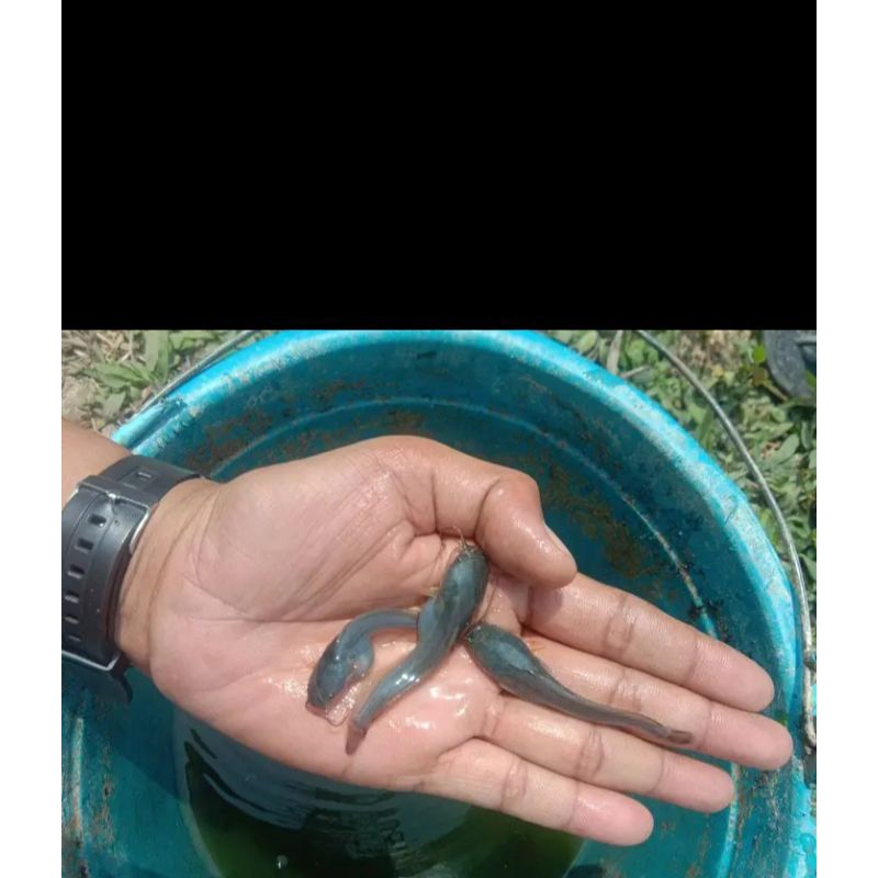 Jual Paket Bibit Ikan Lele Isi 100 Ekor 23cm Shopee Indonesia