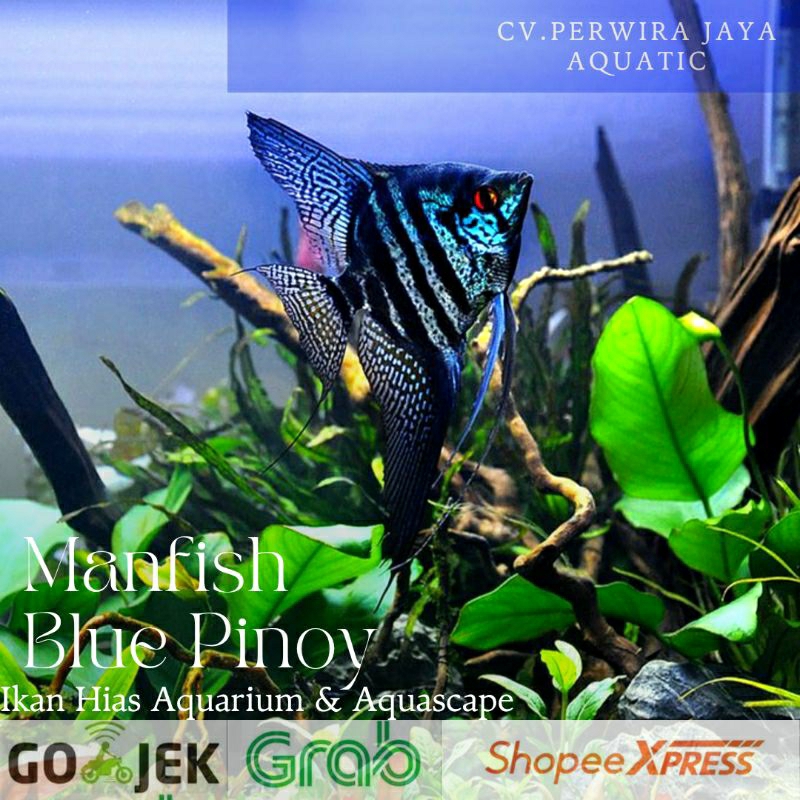 Jual Manfish Blue Pinoy Hiasan Aquarium Dan Aquascape Shopee Indonesia