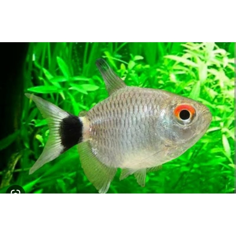 Jual Ikan Red Eye Tetra Balon Shopee Indonesia