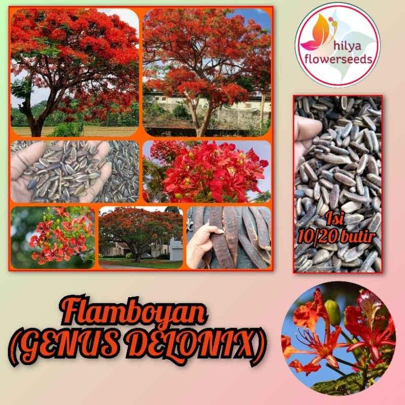 Jual Biji Flamboyan Genus Delonix Shopee Indonesia