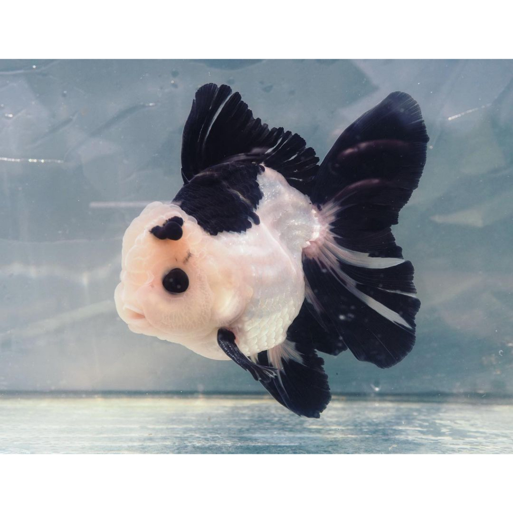 Jual Ikan Hias Mas Koki Panda Oranda Tanggung Cm Shopee Indonesia