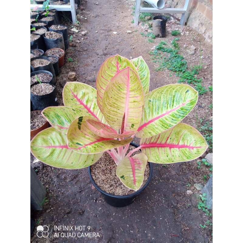 Jual Aglonema Goliath Induk Jumbo Shopee Indonesia