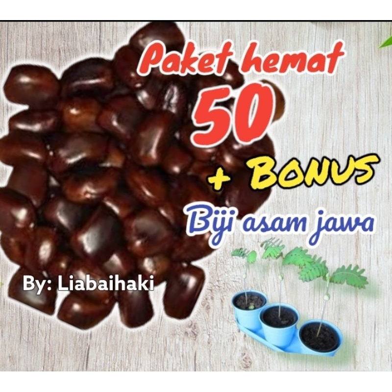 Jual Biji Asam Jawa Benih Bonsai Biji Bibit Asam Jawa Shopee