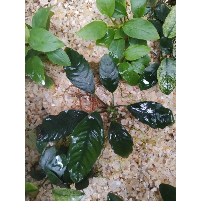 Jual Anubias Coffefolia Tanaman Aquascape Aquarium Low Co2 Shopee