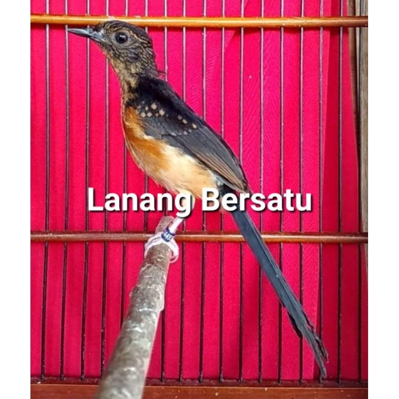 Jual Burung Murai Trotol Jantan Apbn Sertifikat Resmi Shopee Indonesia