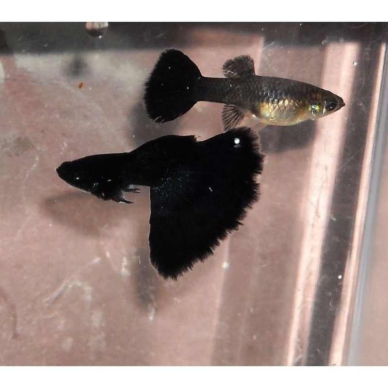 Jual Guppy Black Moscow Indukan Shopee Indonesia