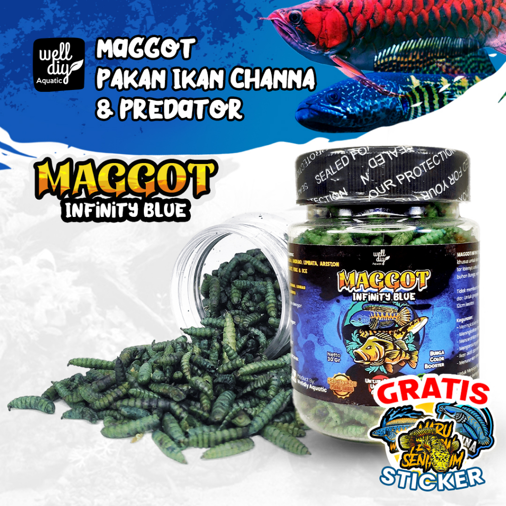 Jual Maggot Kering Blue Pakan Ikan Channa Infinity Blue G Shopee