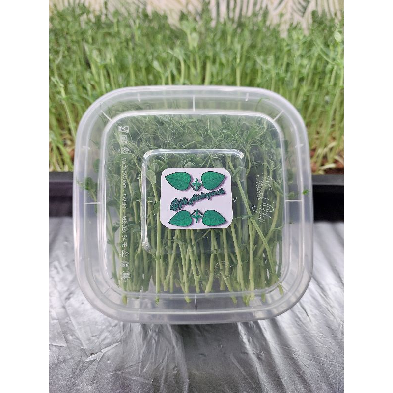 Jual Microgreen Cut Fresh Pea Shoots Gr Shopee Indonesia