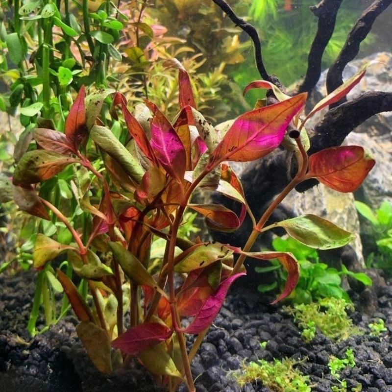 Jual ALTERNANTHERA LILACINA 10 Btg Tanaman Hidup Aquarium Tanaman