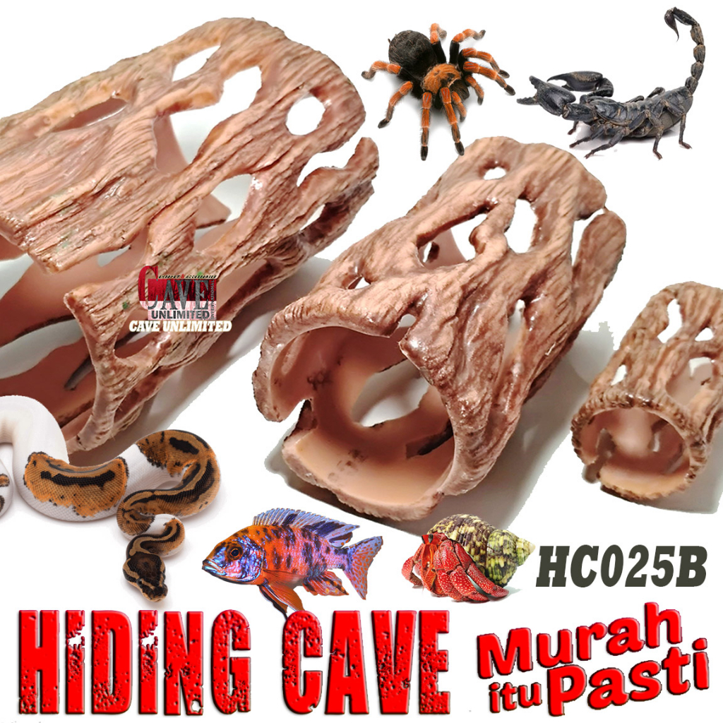 Jual Hc B Hiding Cave Places Hidingcave Kaktus Chola Reptile Goa