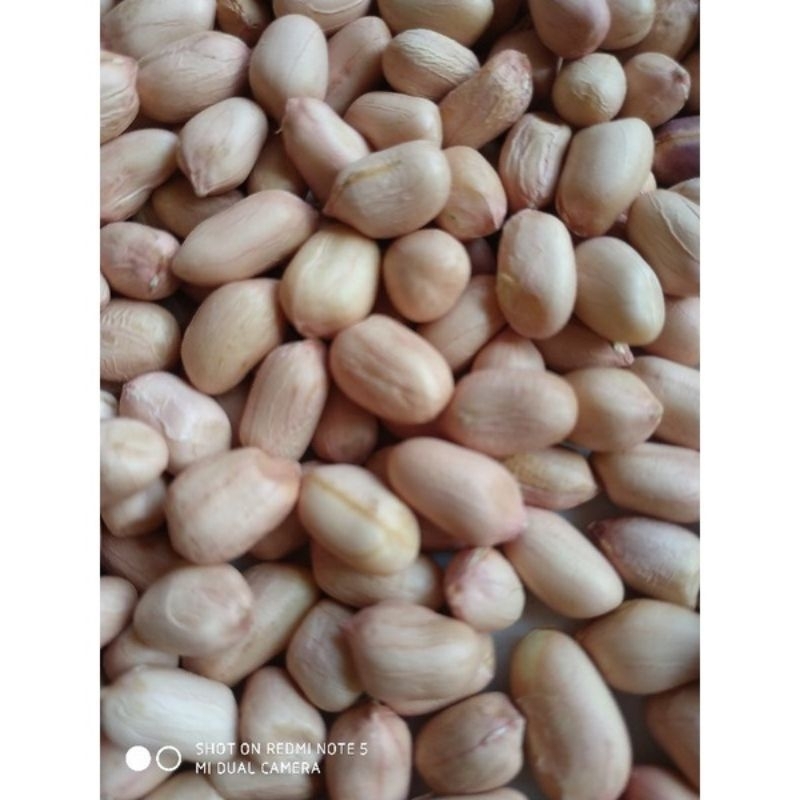 Jual Kg Benih Kacang Tanah Varietas Gajah Siap Tanam Shopee Indonesia