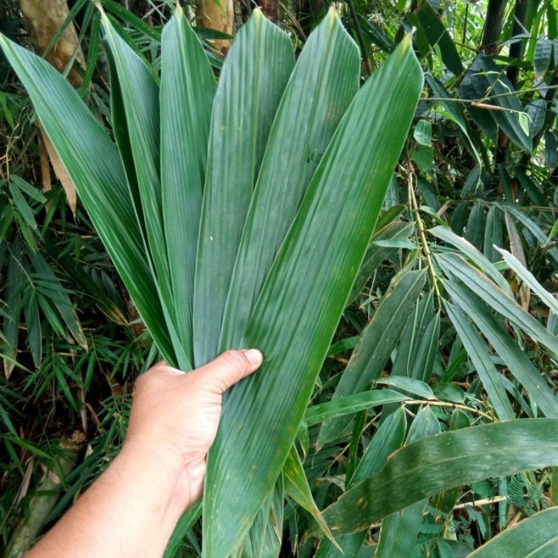 Jual Daun Bambu Lembar Jumbo Lebar Dan Tebal Shopee Indonesia