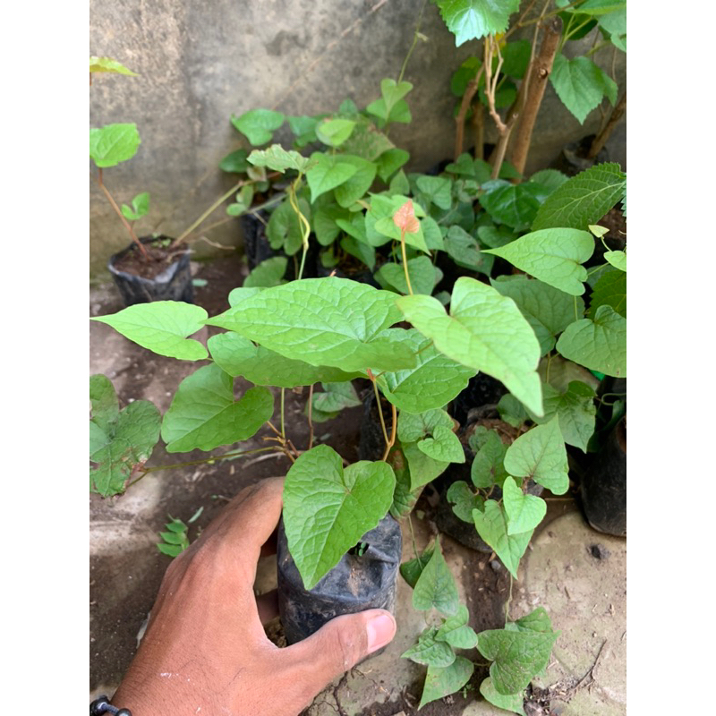 Jual Bibit Cincau Rambat Bulu Siap Tanam Shopee Indonesia